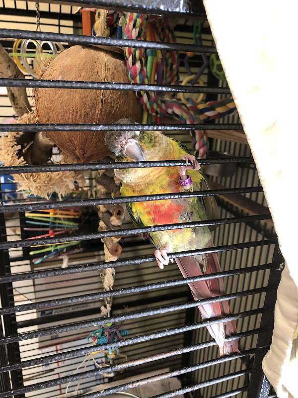 green-cheek-conure-for-sale