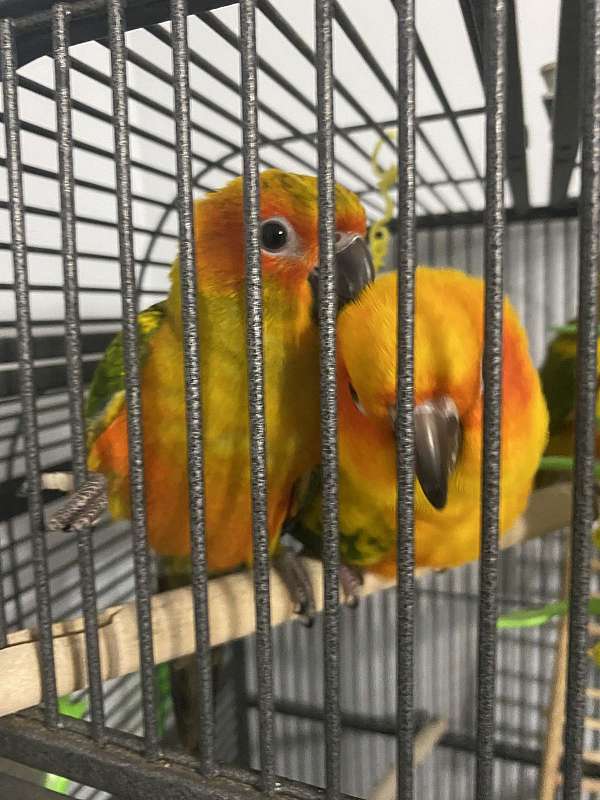 sun-conure-for-sale-in-lilburn-ga