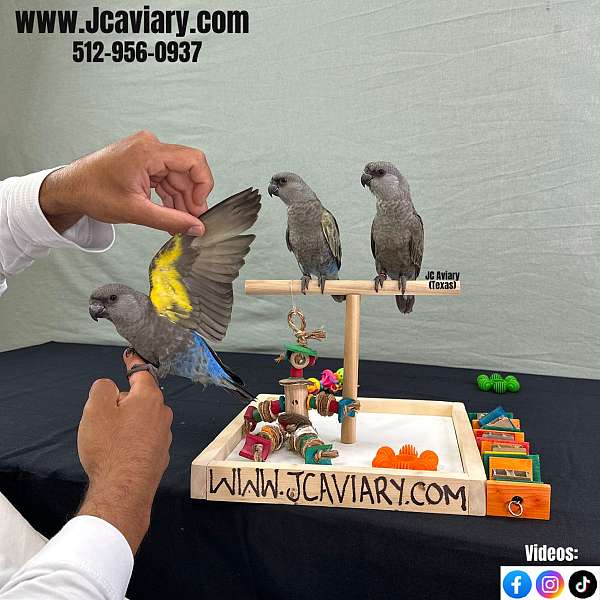 fancy-poicephalus-parrots-for-sale