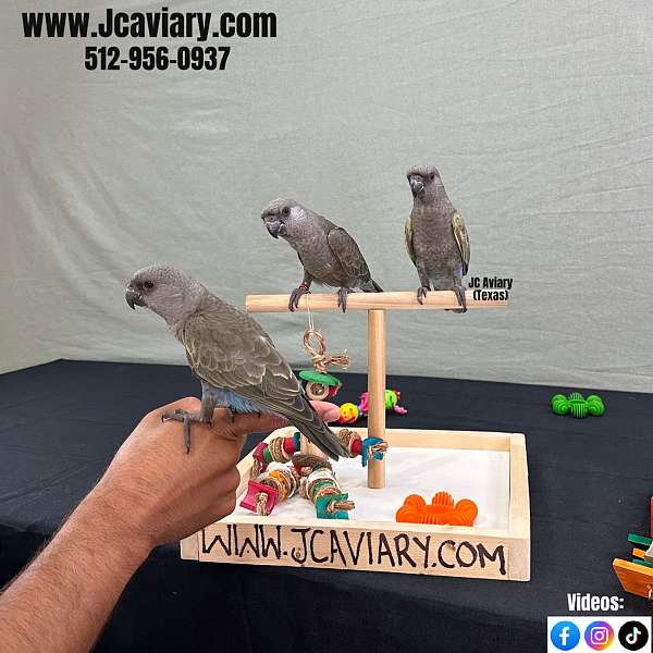 homing-poicephalus-parrots-for-sale