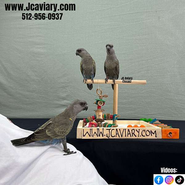 singing-poicephalus-parrots-for-sale