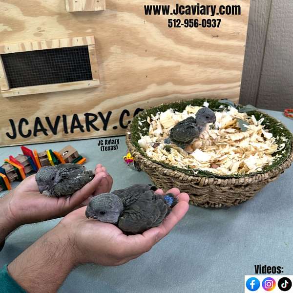 mixed-poicephalus-parrots-for-sale