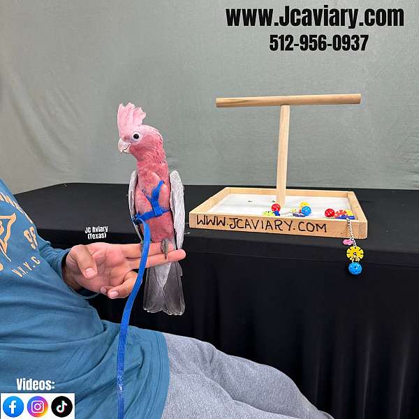 fancy-poicephalus-parrots-for-sale