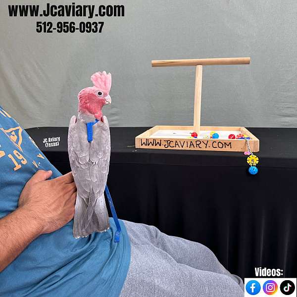 homing-poicephalus-parrots-for-sale