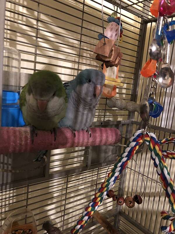 blue-green-bonded-pair-tame-bird-for-sale