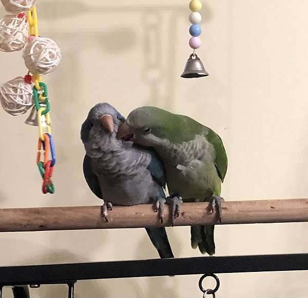 bonded-pair-tame-quaker-parrots-for-sale