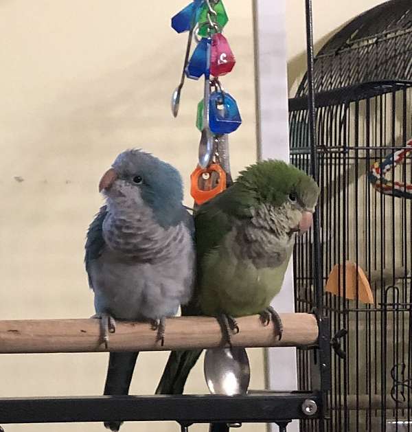 quaker-parrots-for-sale