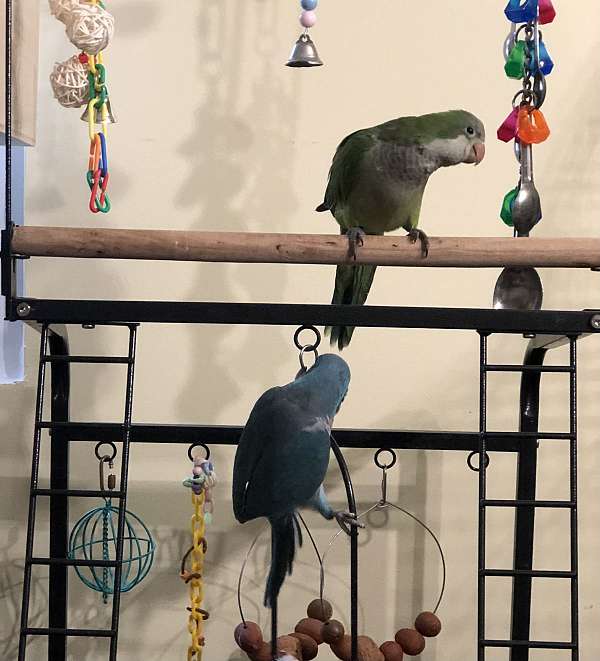 quaker-parrots-for-sale-in-baltimore-md