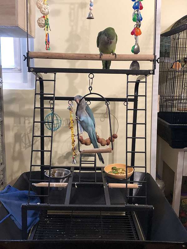 bird-for-sale-in-baltimore-md