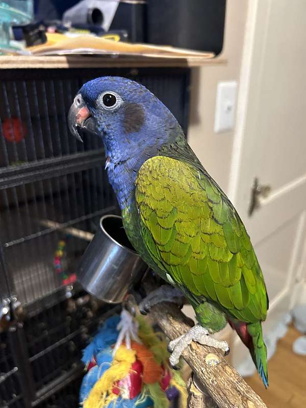 blue-headed-pionus-parrots-for-sale-in-baltimore-md