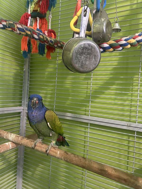adult-blue-headed-pionus-parrots-for-sale