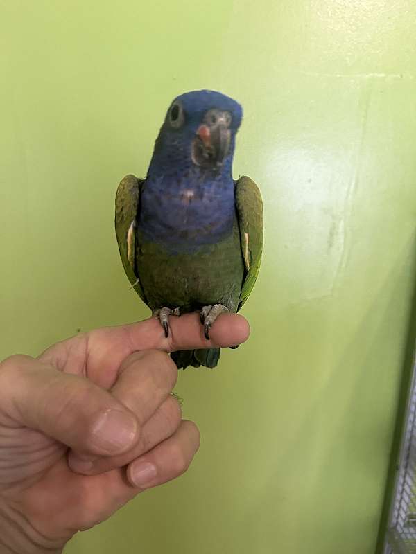 pionus-parrots-blue-headed-parrots-for-sale-in-baltimore-md