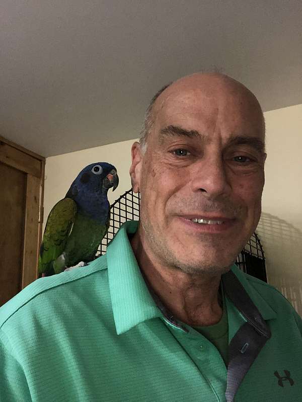 blue-headed-pionus-parrots-for-sale