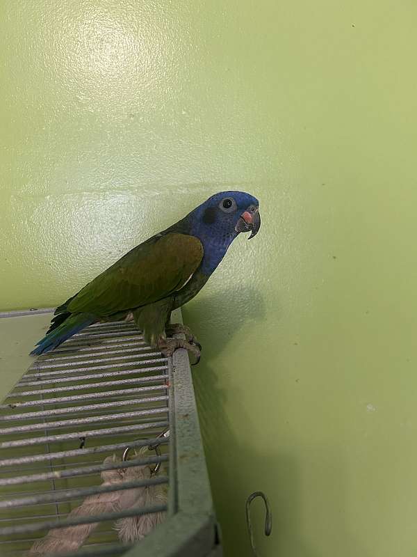 bird-for-sale-in-baltimore-md
