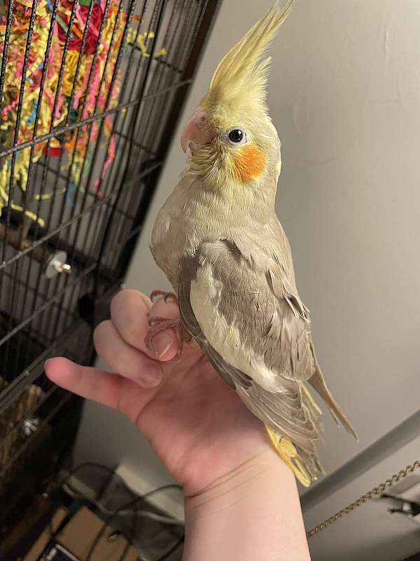 cockatiel-for-sale-in-eatonton-ga