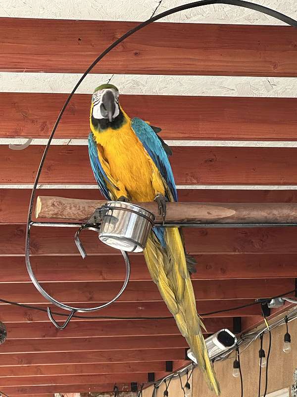 blue-gold-macaw-for-sale