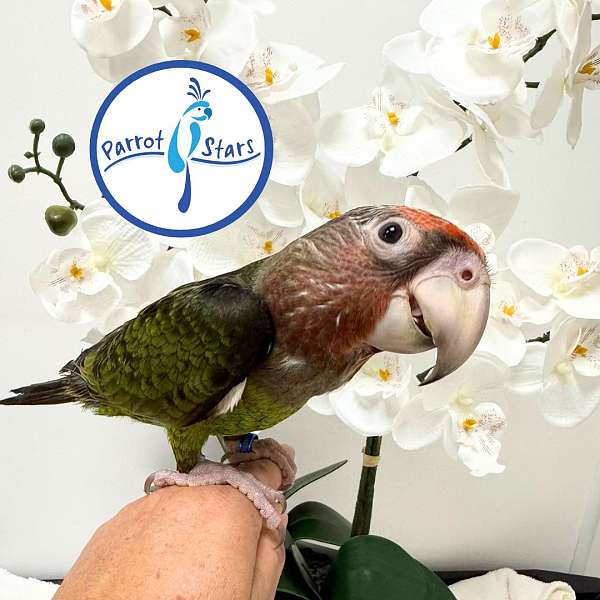 parrot-for-sale