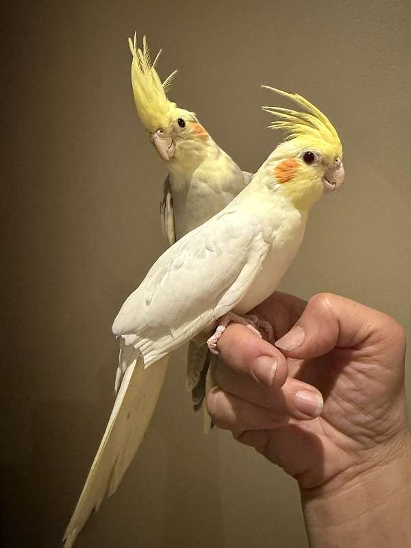 cockatiel-for-sale-in-temple-city-ca