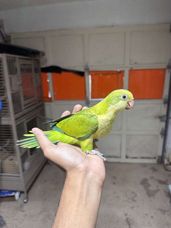 quaker-parrots-for-sale