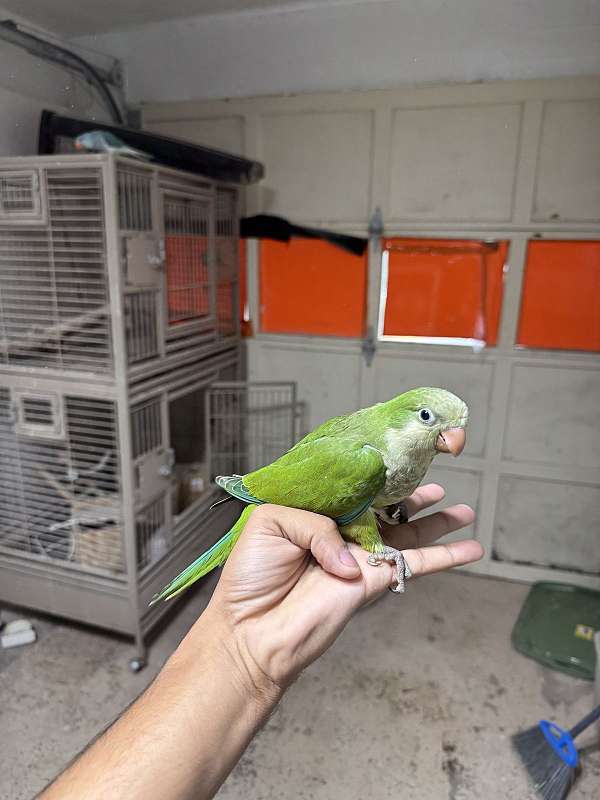 quaker-parrots-for-sale-in-stafford-va