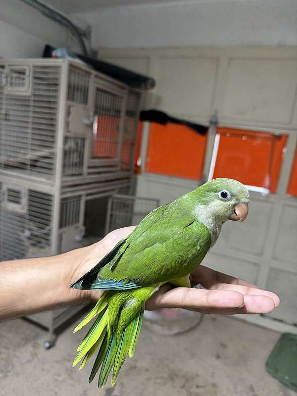 bird-for-sale-in-stafford-va