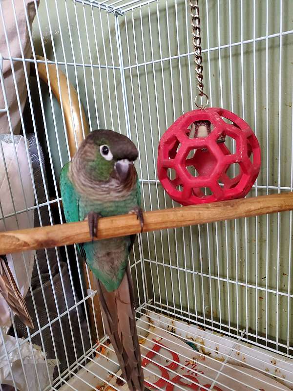conure-green-cheek-conure-for-sale-in-baltimore-md