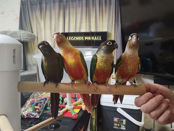 conure-for-sale