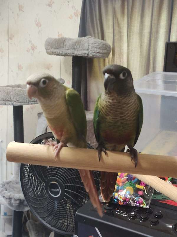 conure-for-sale
