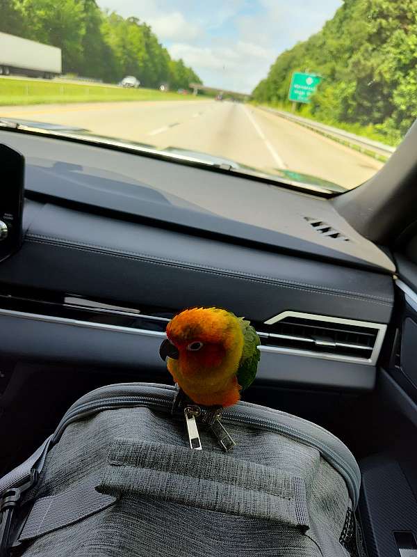 conure-sun-conure-for-sale-in-graham-nc