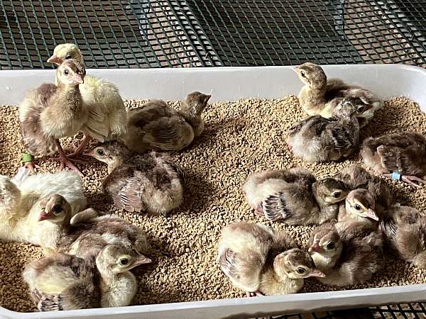 peacock-for-sale-in-herndon-pa
