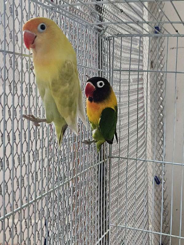 lovebird-for-sale-in-las-vegas-nv
