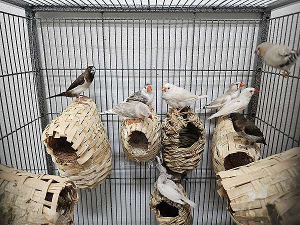 zebra-finch-for-sale-in-las-vegas-nv