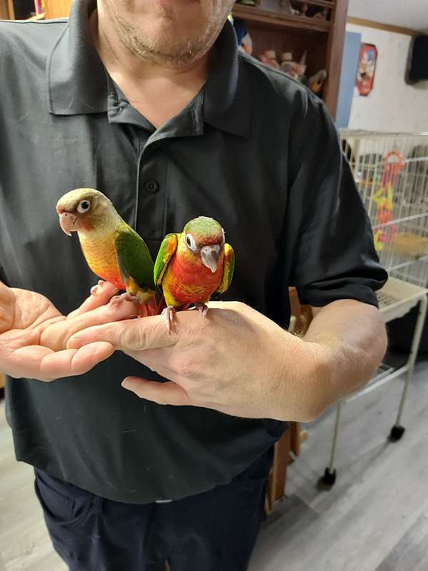 green-bird-for-sale-in-graham-nc