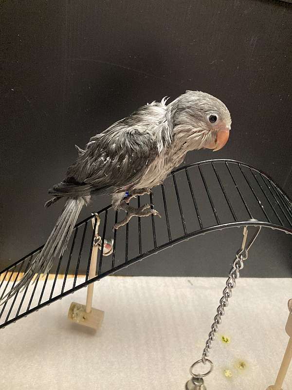 grey-white-bird-for-sale