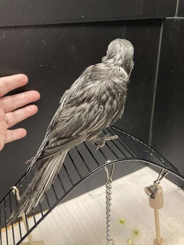 aggressive-bird-for-sale