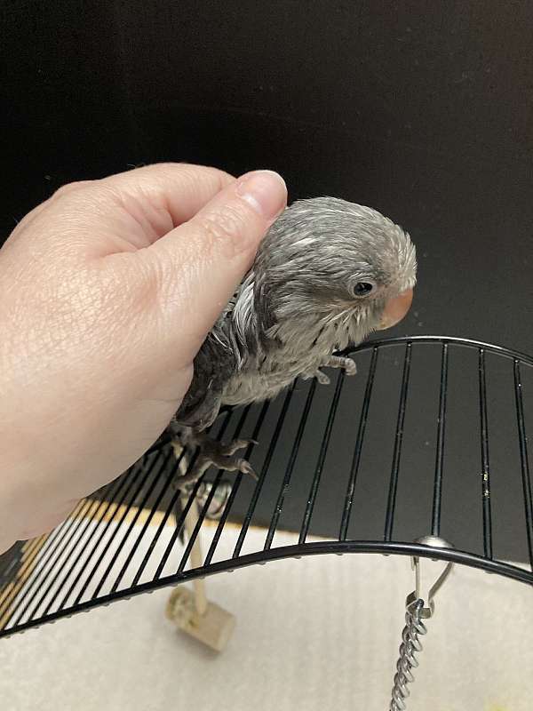 companion-bird-for-sale