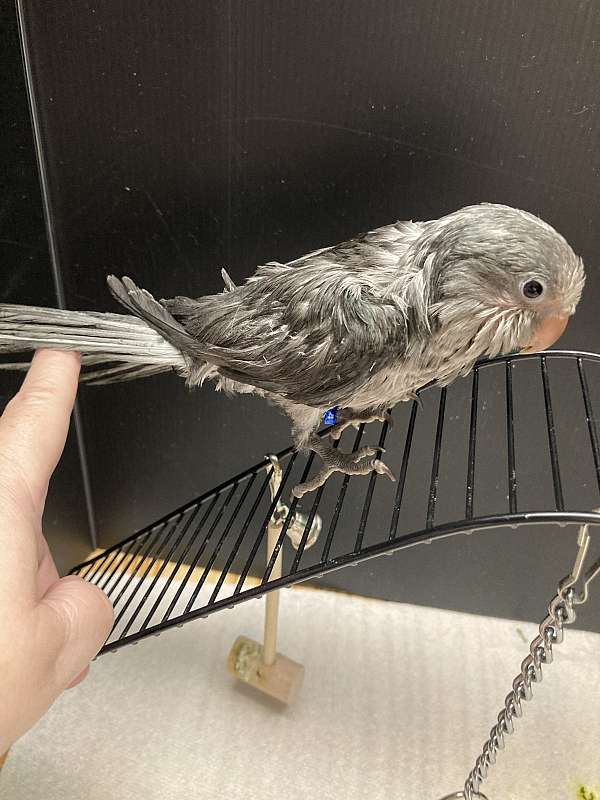handfed-bird-for-sale