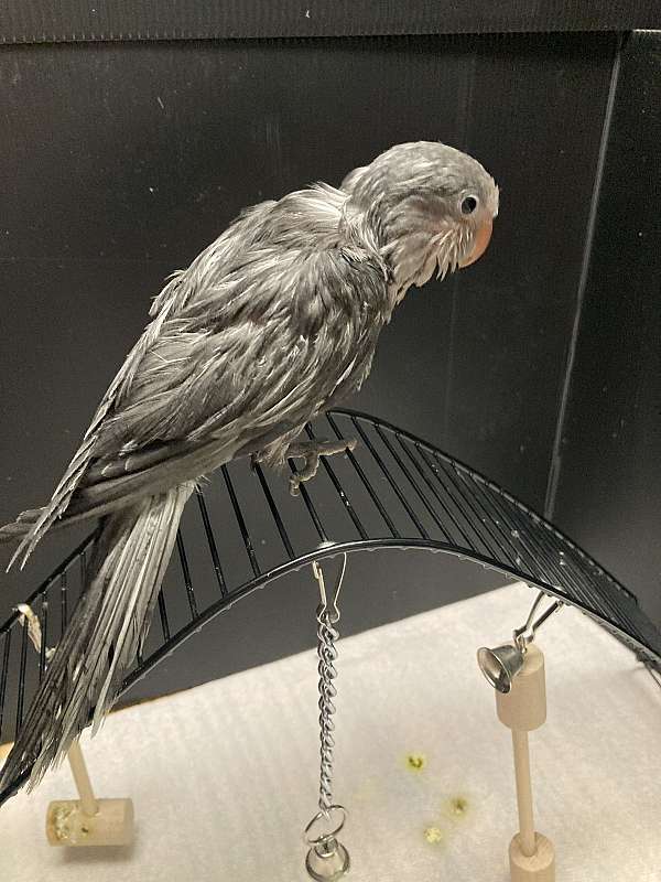 pet-bird-for-sale