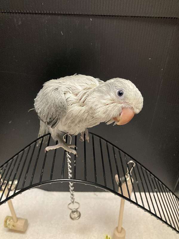 grey-bird-for-sale