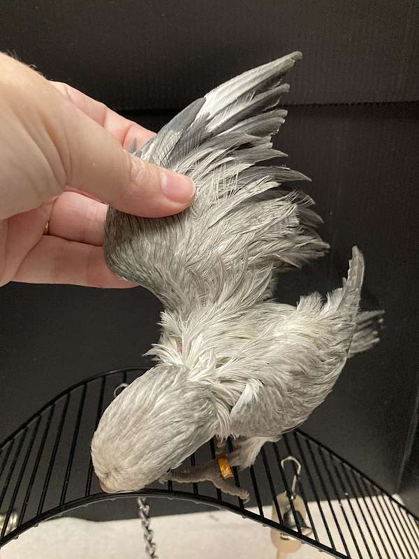 medium-bird-for-sale