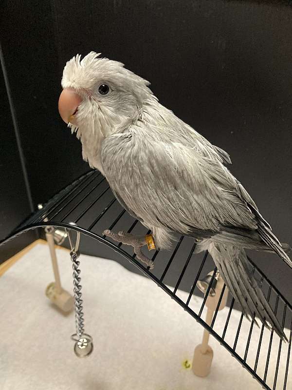 medium-grey-bird-for-sale