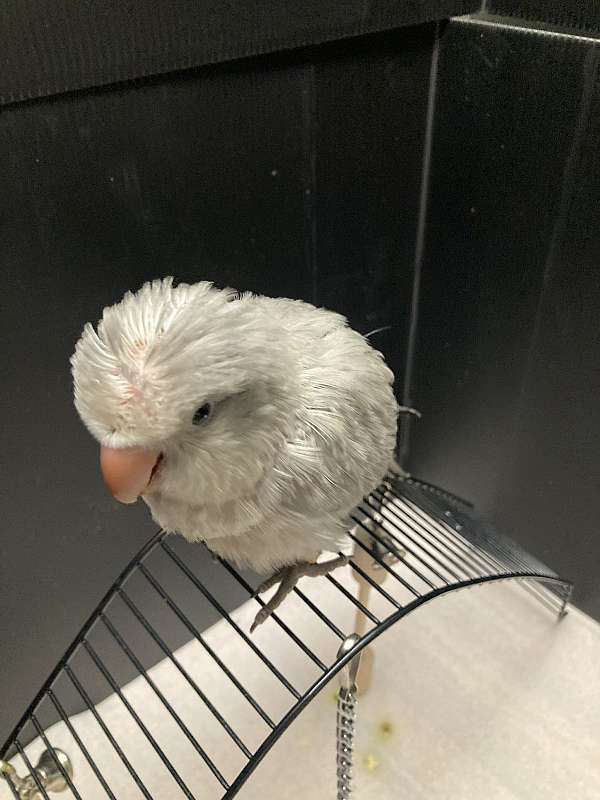 companion-bird-for-sale