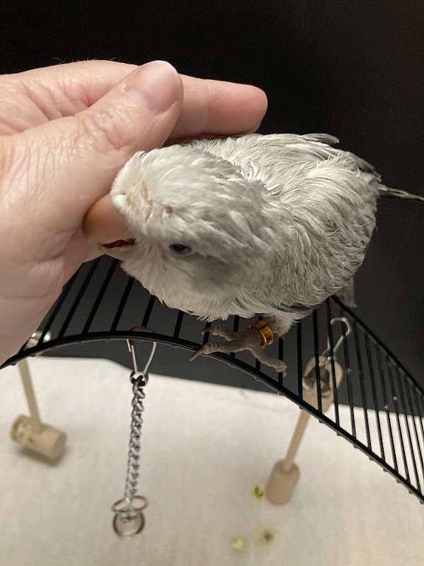 cute-bird-for-sale