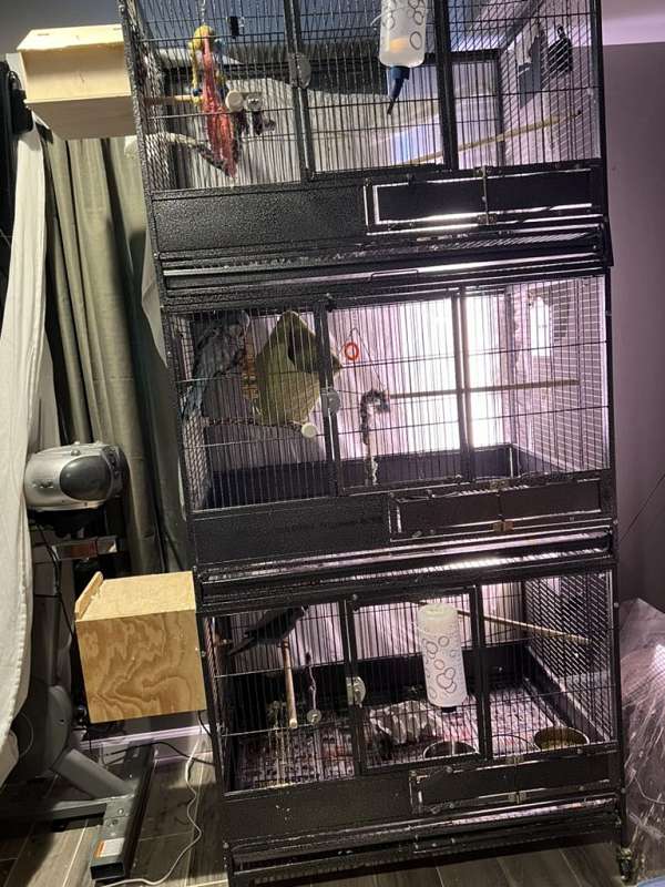 quaker-parrots-for-sale