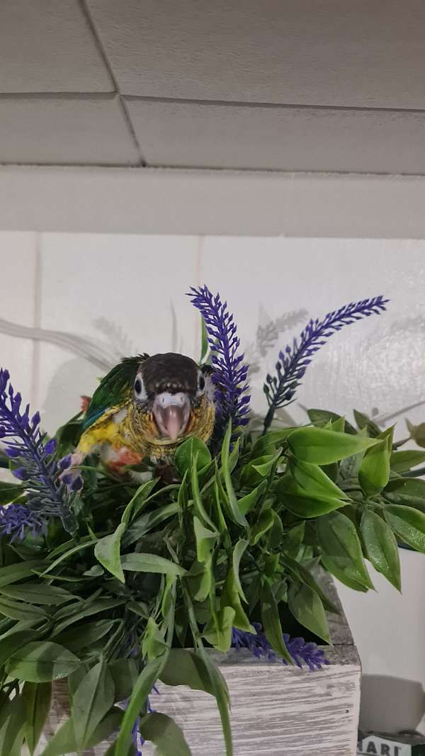 conure-for-sale