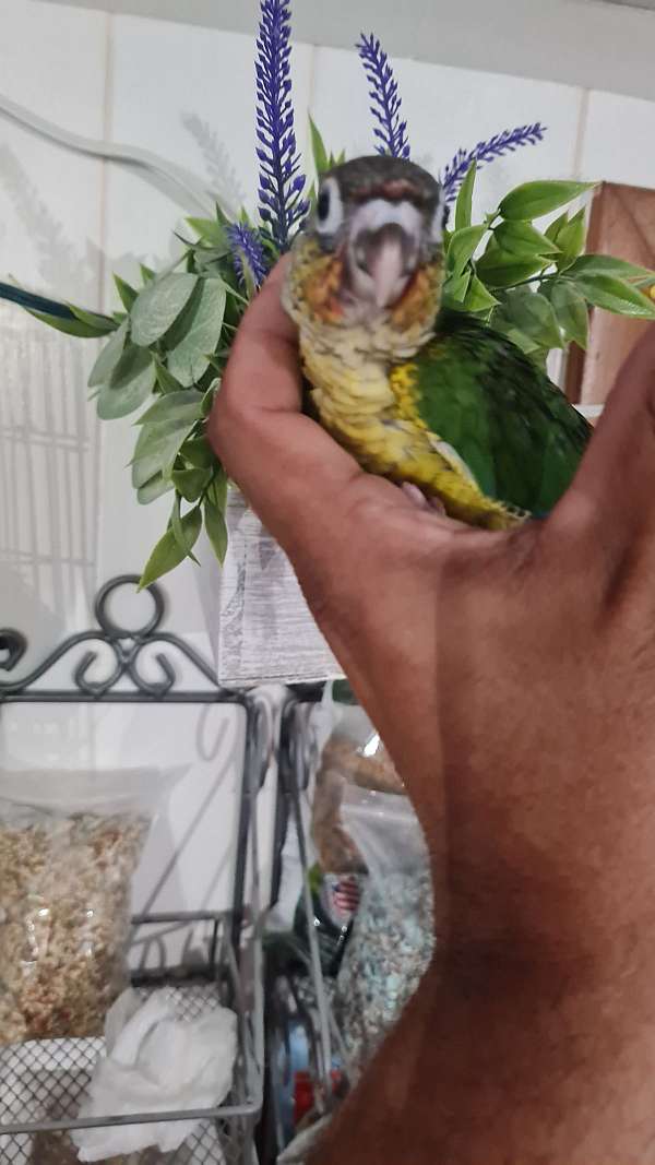 green-yellow-bird-for-sale-in-springfield-ma
