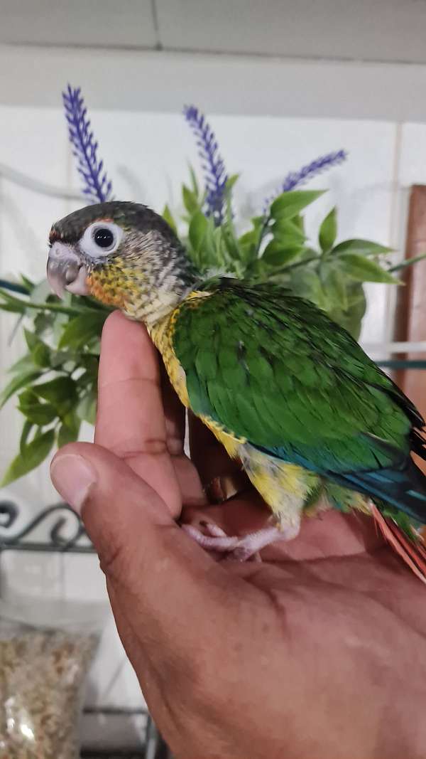 conure-for-sale