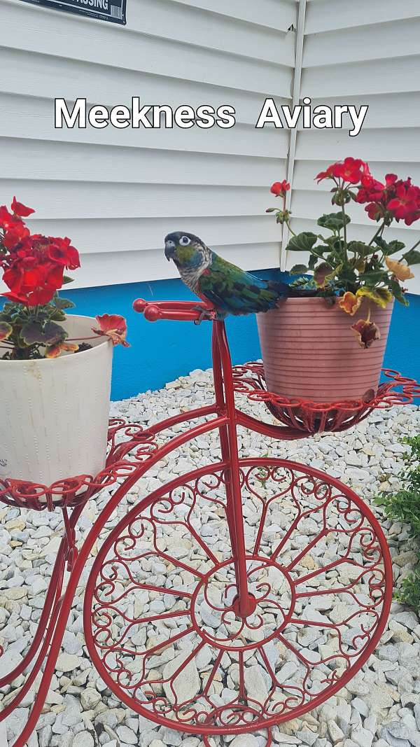 conure-for-sale