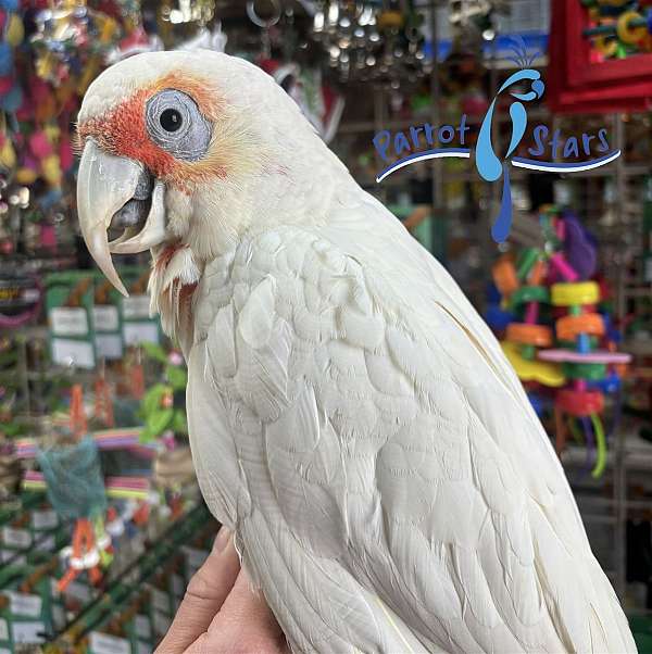 cockatoo-for-sale