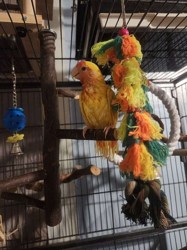 lovebird-for-sale-in-big-cove-tannery-pa